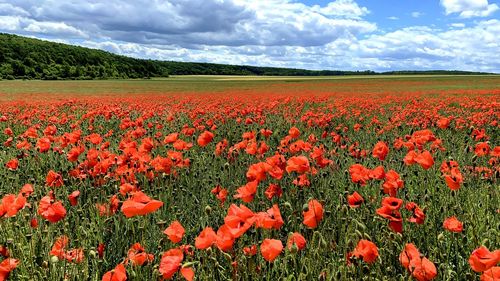 Scenic view of red poppy flowers on field against sky