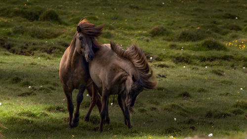 Horses in a field