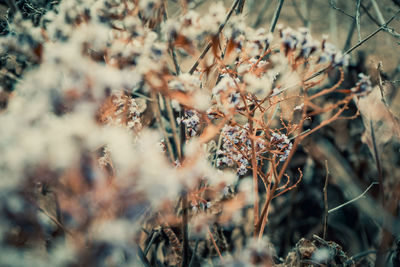 Close-up of dried plant on field