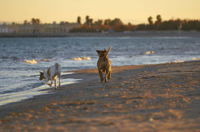 Horses on the beach