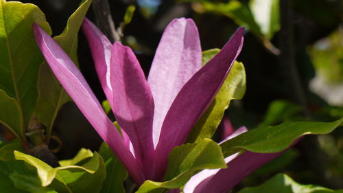 Close-up of pink flowers