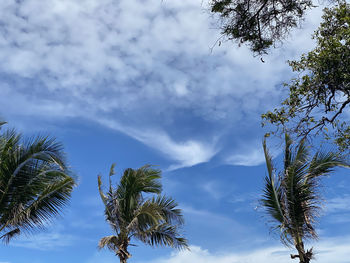 Low angle view of palm trees against blue sky