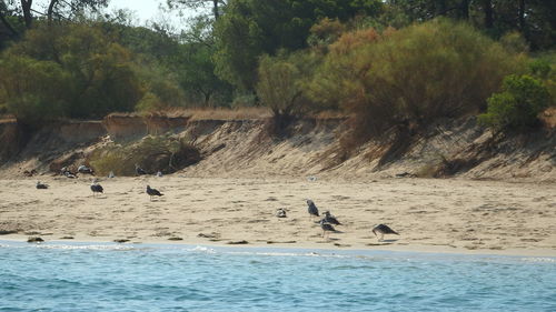 Birds swimming in sea against trees
