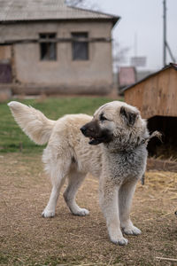 Close-up of dog on field