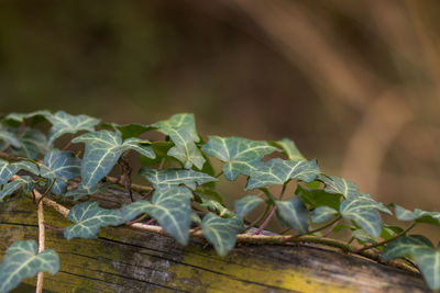Close-up of lizard on wood