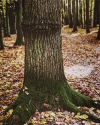 Sunlight falling on tree trunk in forest