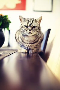 Close-up portrait of cat at home