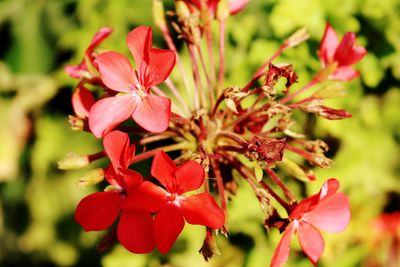 Close-up of red flowering plant