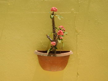 Close-up of potted plant against wall