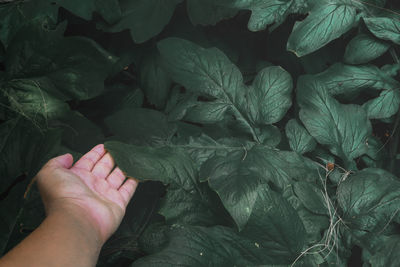 Close-up of hand with leaves