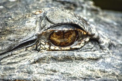 Close-up of alligator eye