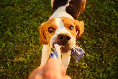 Close-up of hand holding dog