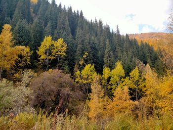 Scenic view of forest against sky during autumn