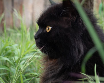 Close-up of black cat