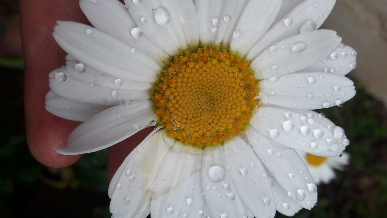 flower, flower head, flowering plant, petal, inflorescence, plant, vulnerability, beauty in nature, fragility, close-up, freshness, growth, drop, pollen, water, wet, focus on foreground, white color, outdoors, raindrop, dew, purity