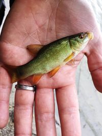 Close-up of hand holding fish