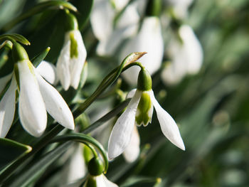 Close-up of white flowering plant