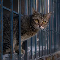 Portrait of a cat looking through metal fence