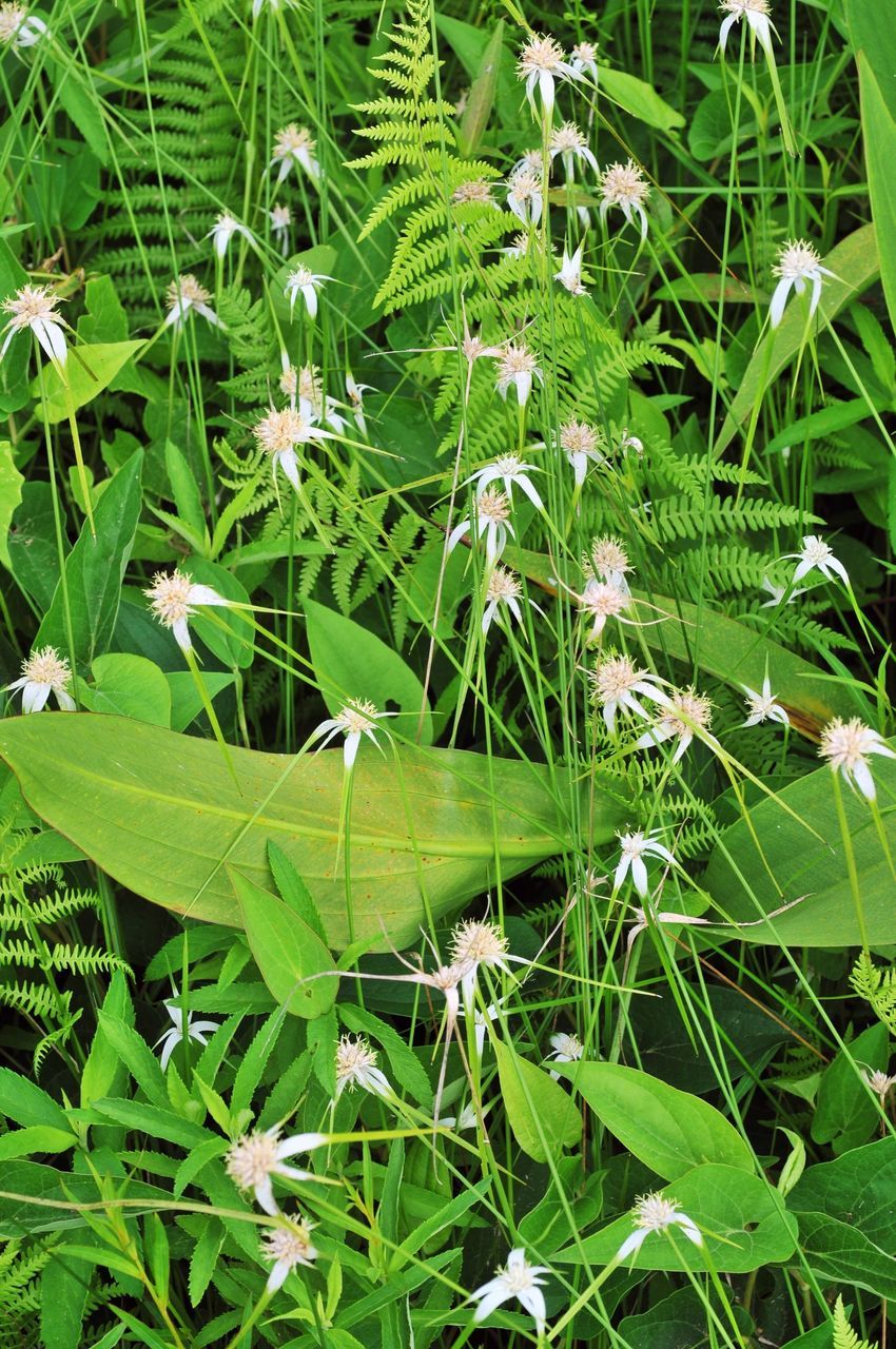 growth, flower, freshness, green color, plant, leaf, fragility, beauty in nature, nature, white color, blooming, stem, close-up, field, day, green, high angle view, outdoors, growing, flower head