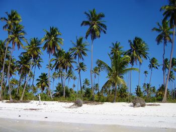 Palm trees on beach against clear blue sky