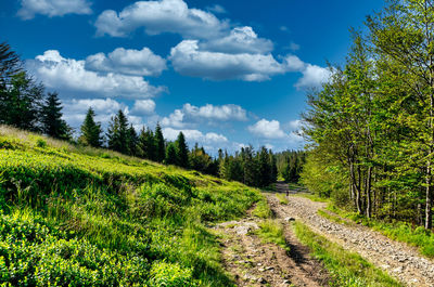 Scenic view of trees growing on field against sky