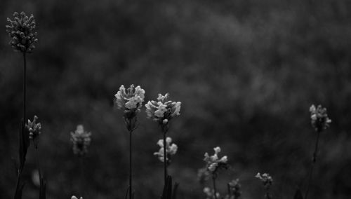 Close-up of white flowering plants on field