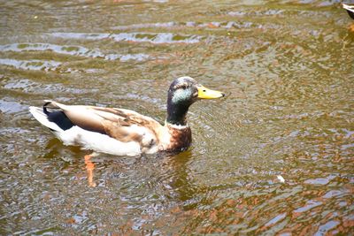 Side view of a duck swimming in lake