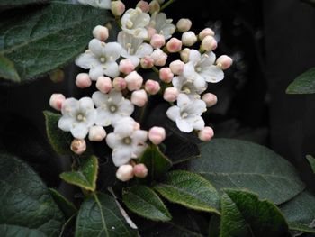 Close-up of honey bee on plant