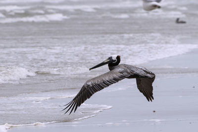 Bird flying over sea