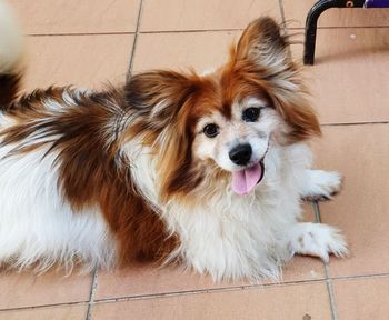 High angle portrait of a dog