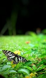 Close-up of butterfly on leaf