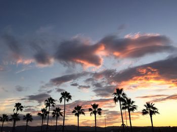 Silhouette of trees at sunset