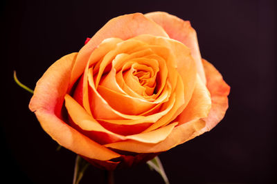 Close-up of rose against black background