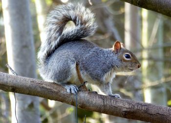 Close-up of squirrel on tree