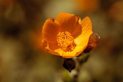 Close-up of yellow flower blooming outdoors