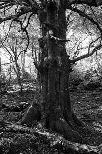 Trees growing in forest