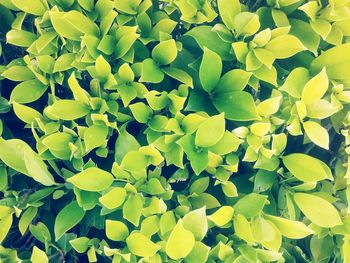 Full frame shot of plants