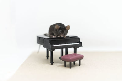 A gray mouse sits on the piano. doll furniture. copy space