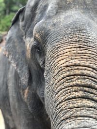 Close-up of elephant