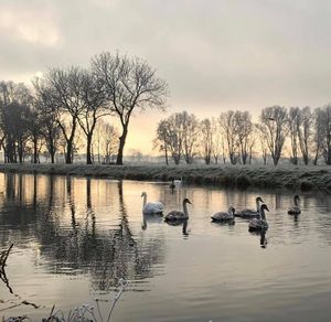 Swans swimming in lake