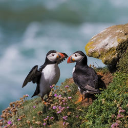 Puffins by flowers