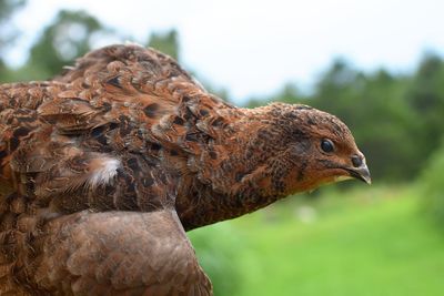 Close-up of a bird