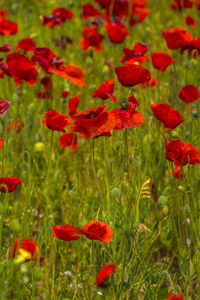 Close-up of red poppy flowers