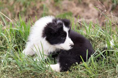 High angle view of a dog on field