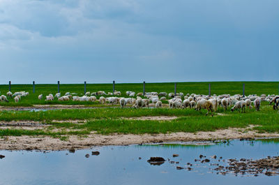 Scenic view of farm against sky