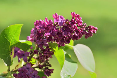 Close-up of pink flowering plant