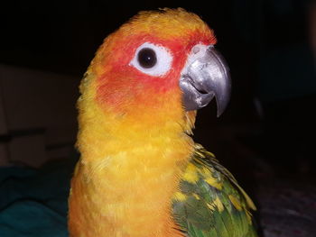 Close-up of a bird