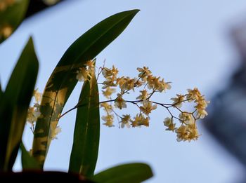 Low angle view of flowering plant against sky