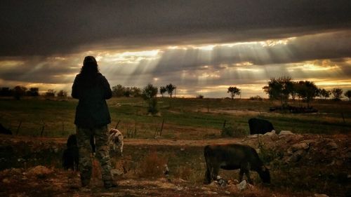 View of horses on field during sunset