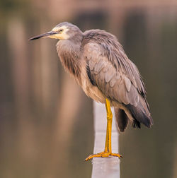 High angle view of white-faced heron  perching outdoors